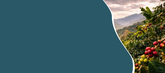 Koffieplantage met rijpe koffiebessen als visuele uitleg van single origin koffie en het verschil met espressoblends voor espresso en filterkoffie