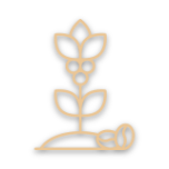 module 04 icoon Oogstmethoden en koffiemerken Espresso Onder Controle